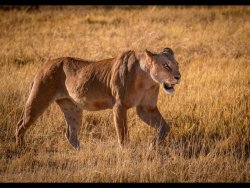 Lioness Hunting by J Malley Smith (18)