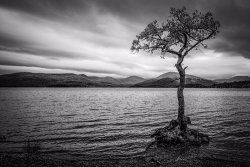 Loch Lomond Tree by Graham Harcombe - 19 points