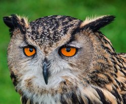 Look into my eyes by Alan Wilson 3rd Place