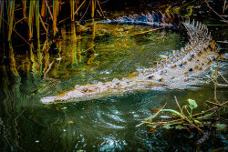 Lurking in the mangroves