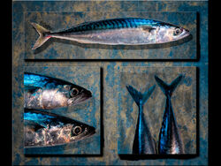 Mackerel Platter by Rob Duncalf Highly Commended