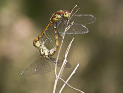 Mating dragonflies by Derrick Young - Commended