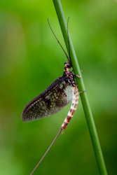 Mayfly by Ade Gidney (19)
