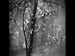 Morning Light by Linda Duncalf - Commended
