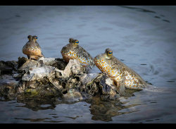 Mud Skippers by Graham Harcombe - Joint 2nd