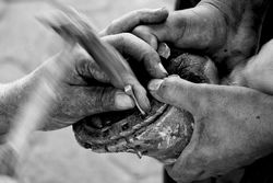 Nailed It by Mike Kidd - Highly Commended