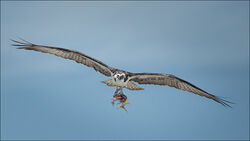 Osprey Highly Commended Fran Walding