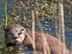 Otter by Derrick Young - Highly Commended