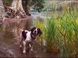 Paddling by Janice Carrol - Commended