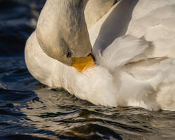 Preening by Ade Gidney (18)