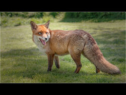 Red Fox by Fran Walding 3rd=19pts
