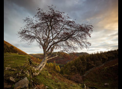 Rowan by Adrian Gidney - Highly Commended