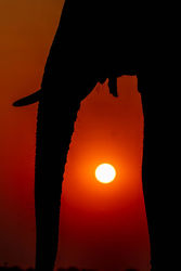 Safari sunset by Mike Kidd 20pts 2nd