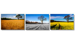 Seasons in the Sun by Derrick Young Commended