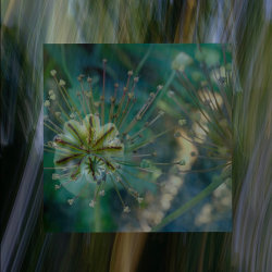Seedhead Section - 18 points - Linda Duncalf