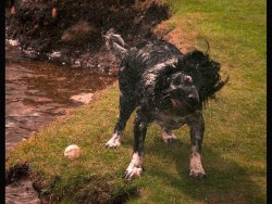 Shake it all about by Sue Long - Commended