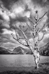 Skeleton Tree Buttermere by Derrick Young - 18 points