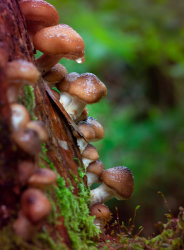 Stacking Fungi by Ann Healey (18)