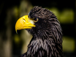 Stellars Sea Eagle by Alan Wilson - Highly Commended