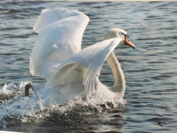 Swan Lake by Ann Draper - Commended