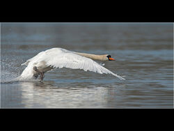 Take Off by Fran Walding 18pts