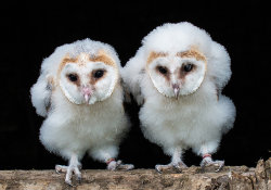 Tewit & Towoo by Chris Wood 2nd place