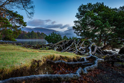 The Root to Derwentwater by Alan Wilson - Commended