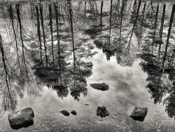 Trees by Derrick Young- Highly Commended