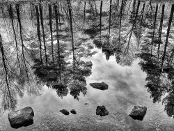 Trees by Derrick Young - 2nd place