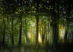 Trees in Evening Light by Ann Healey 2nd