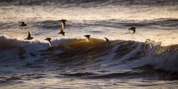 Turnstones at Dusk by Adrian Gidney - 2nd place