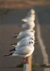 Wait in line by Brian Thompson - commended