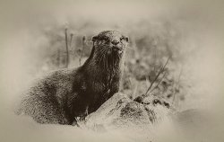 Watching by Alan Wilson - 18 points