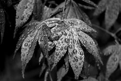 Wet Leaves by Mary Thompson - Commended