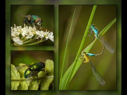 Triptych Competition PDIs only 2017 -18