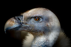 Young Vulture by Alan Wilson - 3rd place