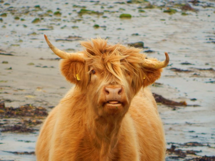 Isle of Mull cow pulling a face