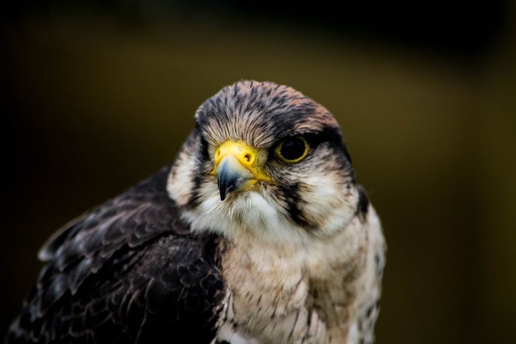 Peregrine falcon