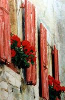 Red Geraniums