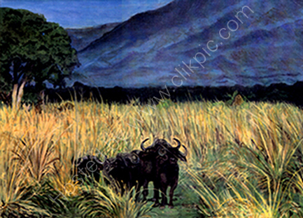 African Water Buffalo
