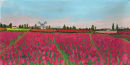 A Splash Of Colour
