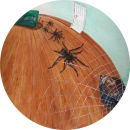 Fear of Spiders