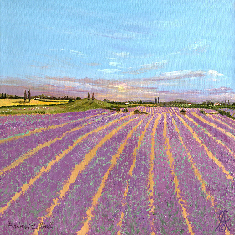 French Lavender