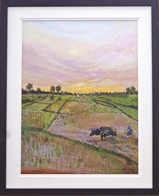 Ploughing Rice Paddy Fields