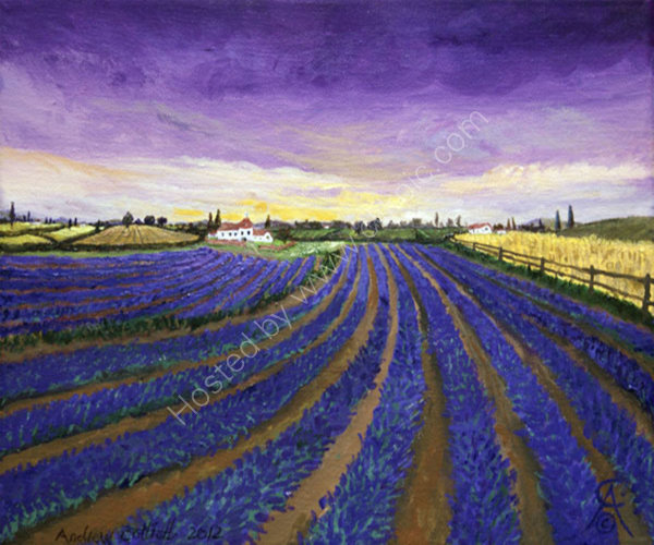 Purple Lavender