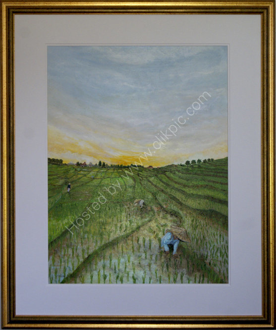 Rice Paddy