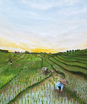 Rice Paddys