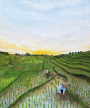 Rice Paddys