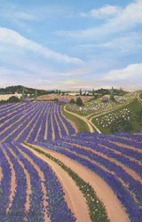 Summer Lavender