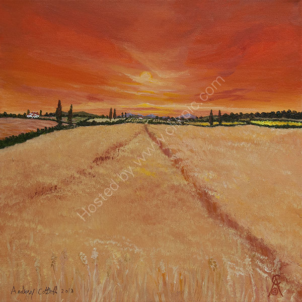 Summer Wheat